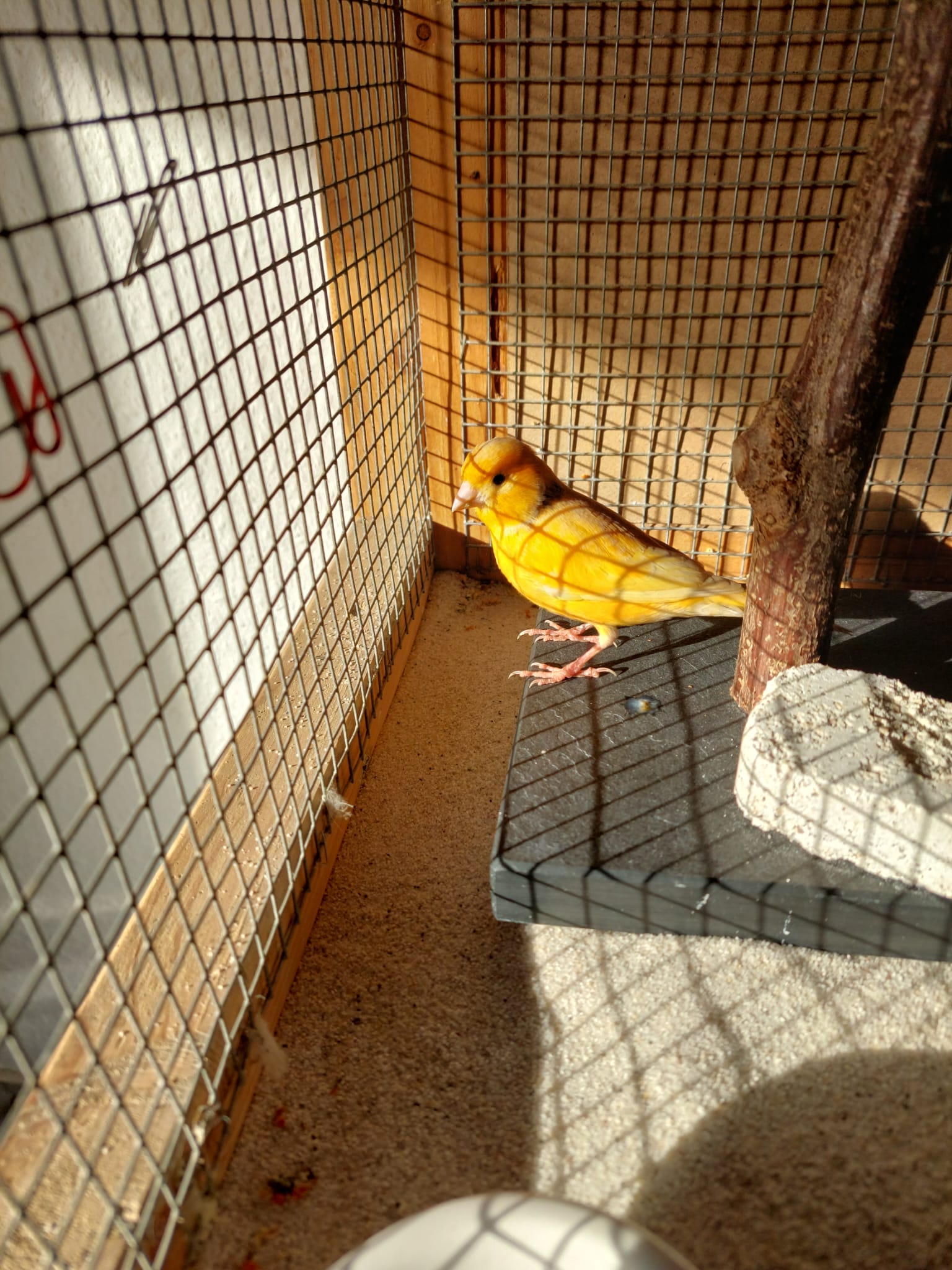 Fundvogel