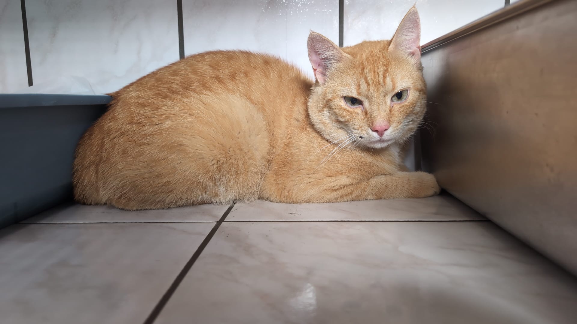 Fundkater