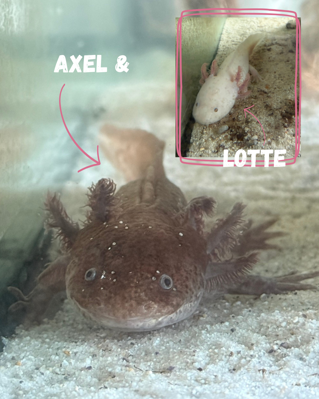 Faszination Amphibie…