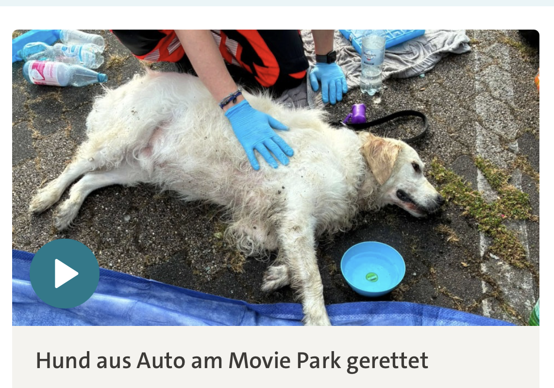 Hitzefalle Auto