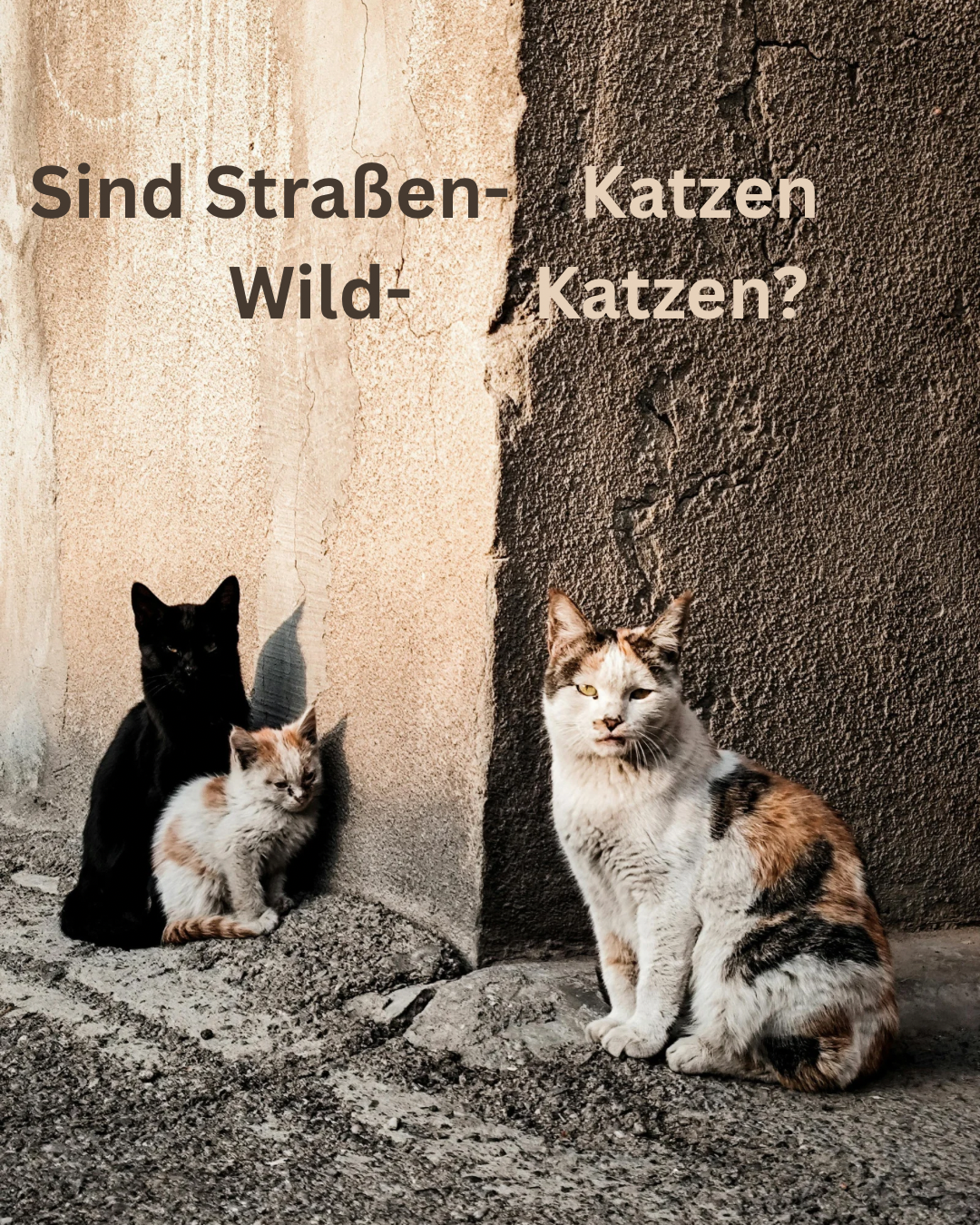 Straßenkatzen