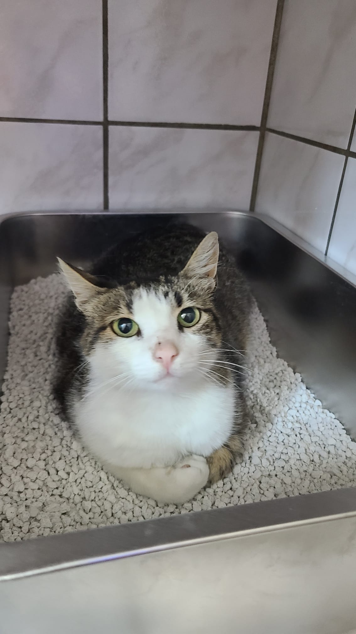 Fundkatze 
