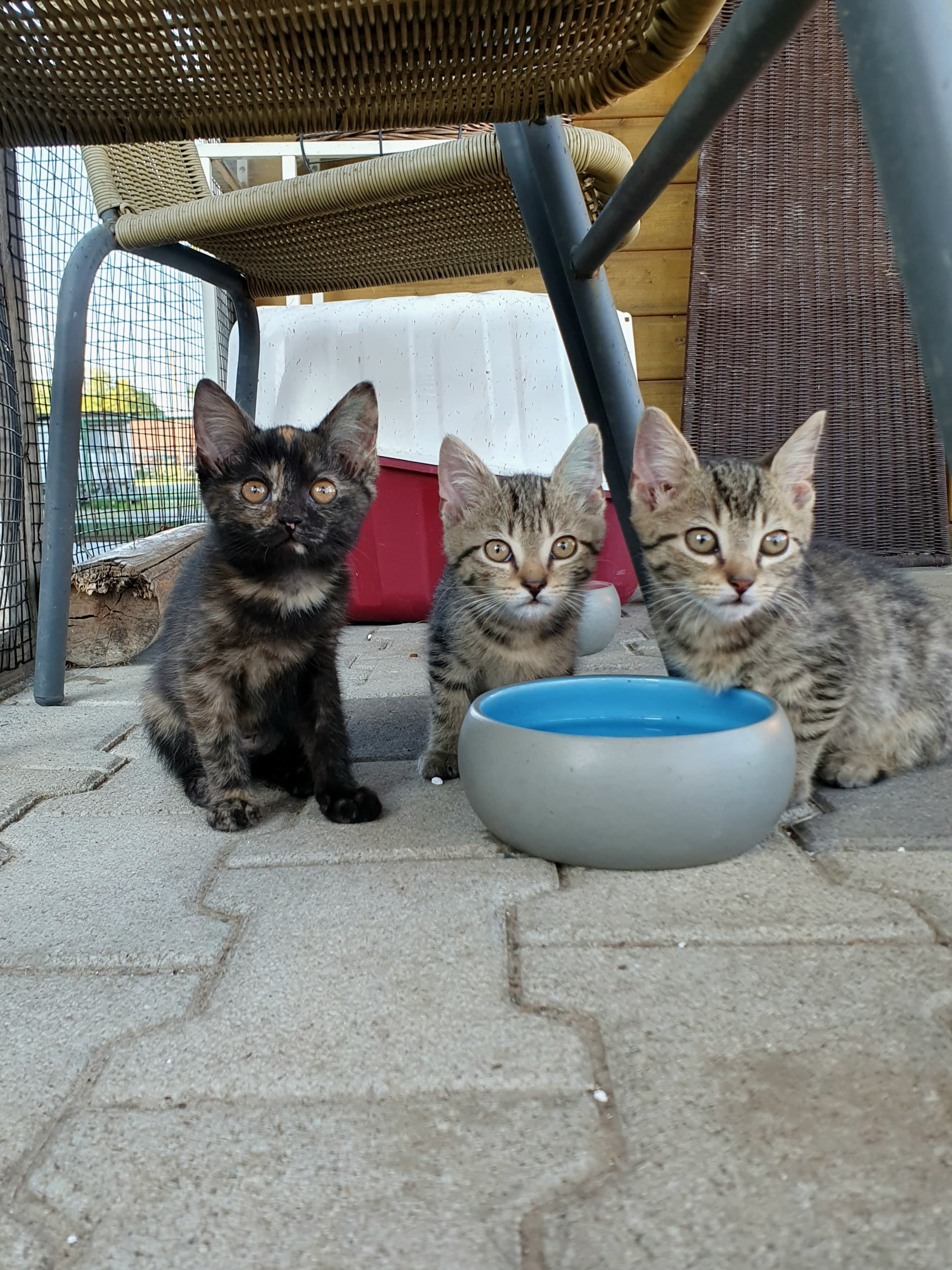 Boromir, Faramir und Finduilas von Dol