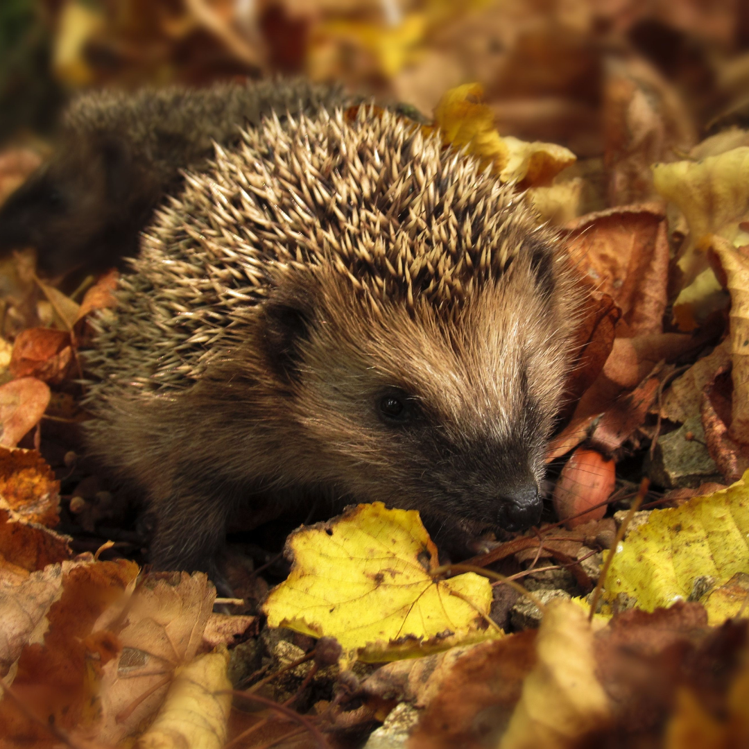 Tiere im Herbst