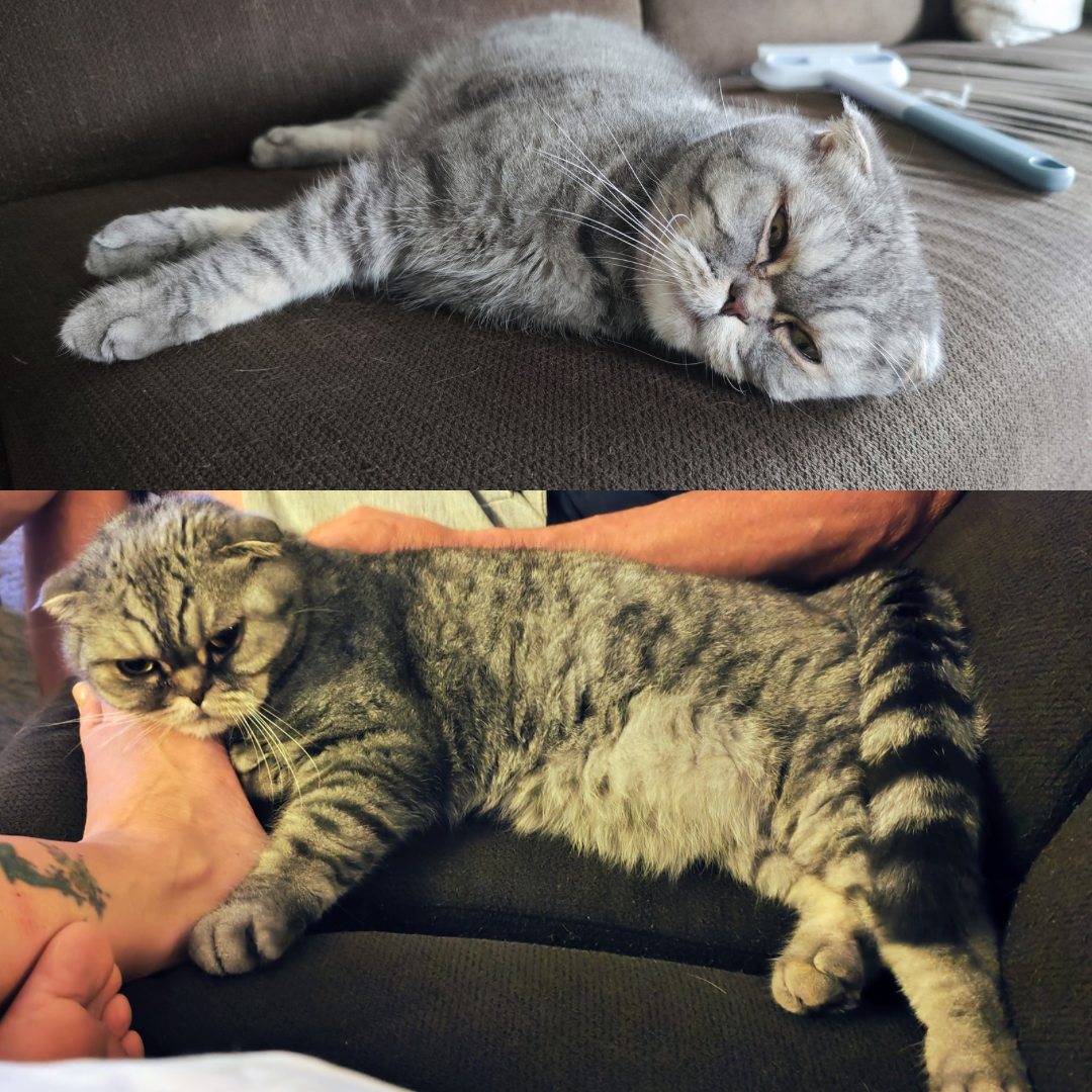 Oskar sucht passende Menschen 