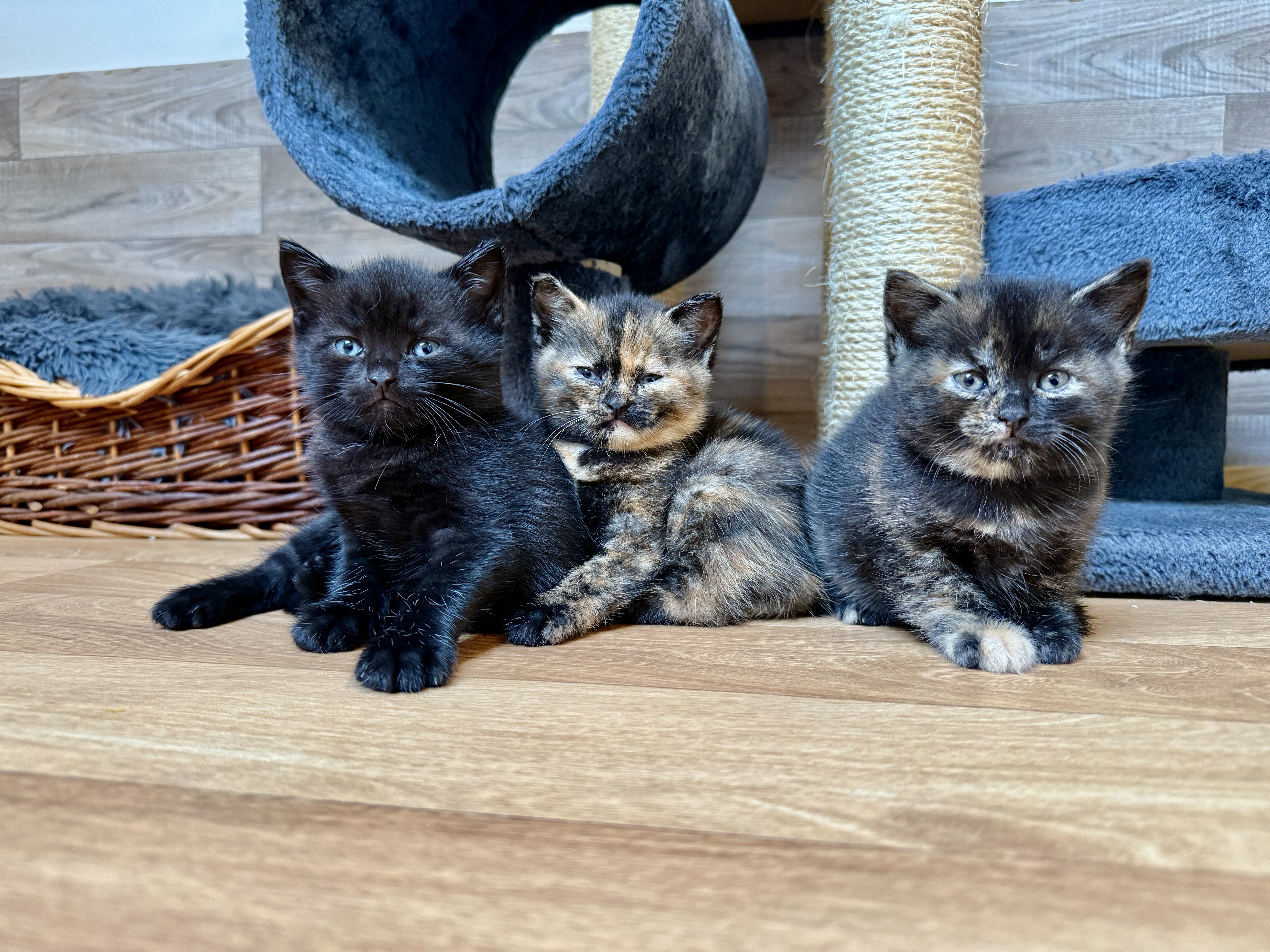 Goldlöckchen, Samweis, Primula und Elanor