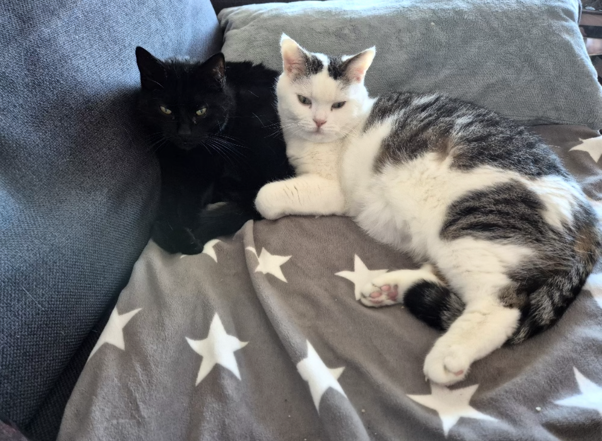 Loui und Taz suchen ein neues Zuhause