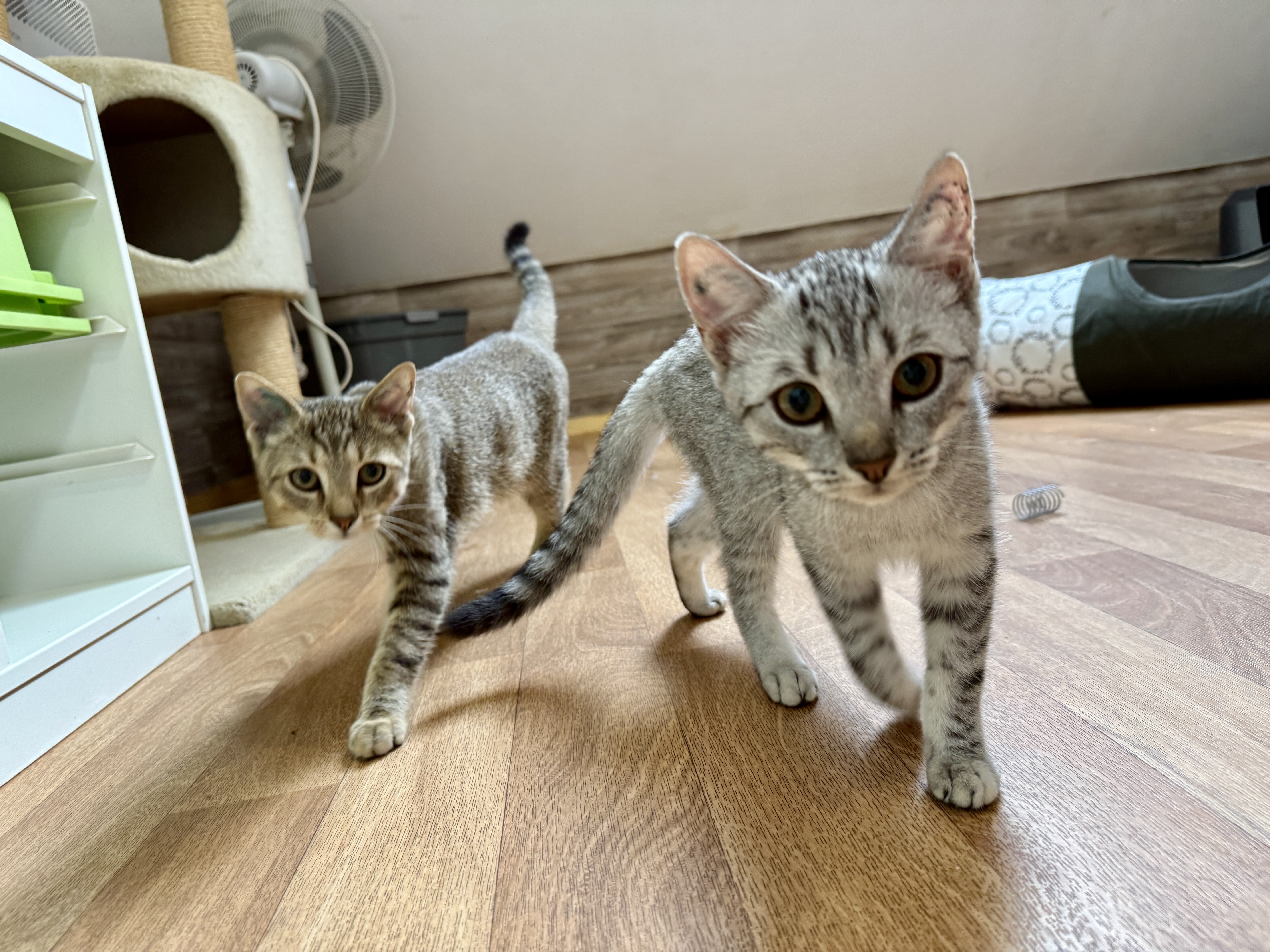 Marone und Trüffel