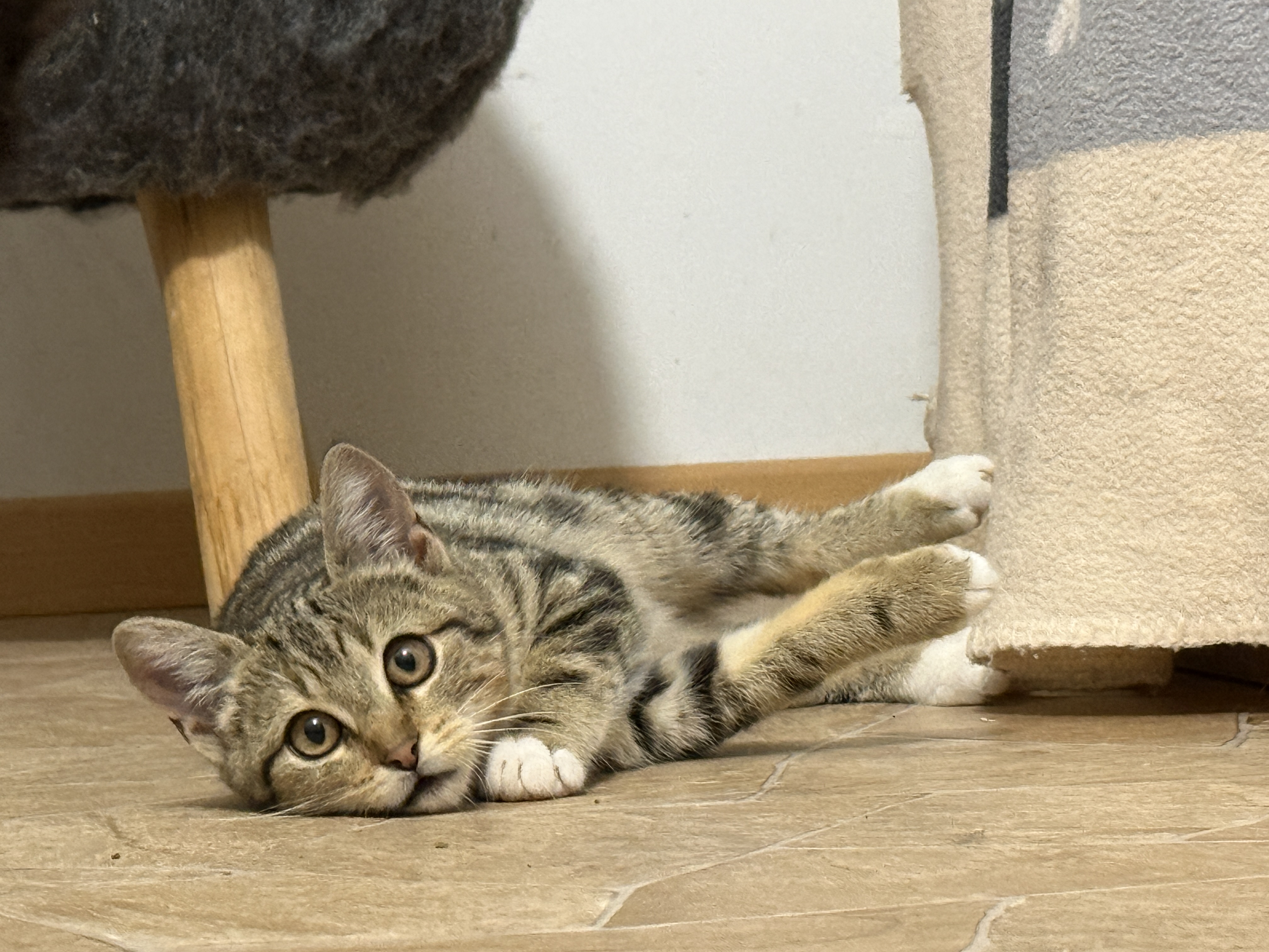 Morchel