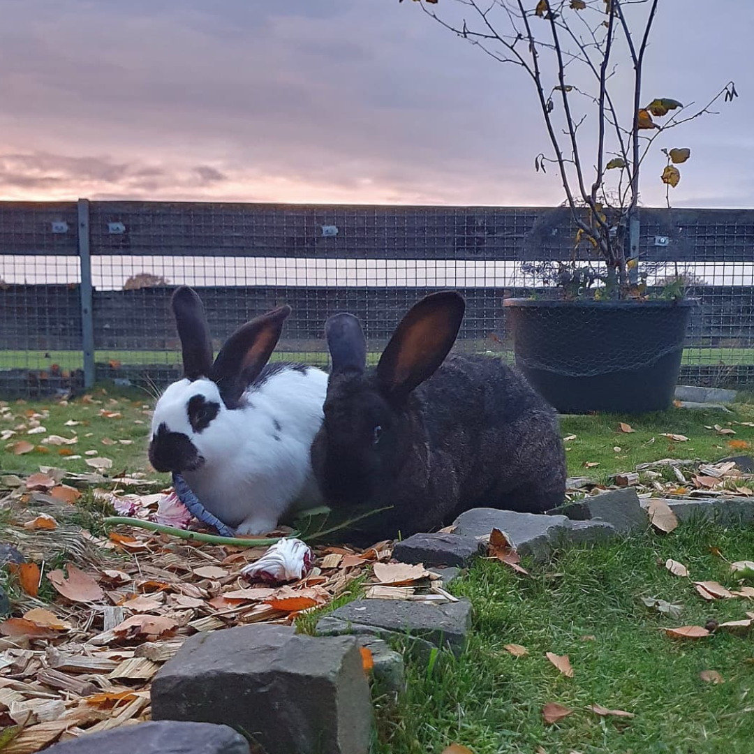 Cha Cha Cha und Olivia